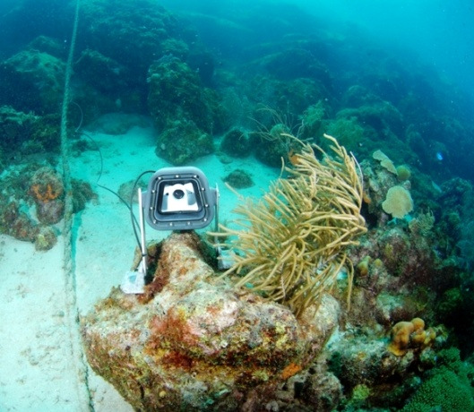 В Кюрасао установлена подводная веб-камера 