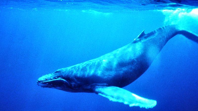 Дайверы спасли горбатого кита