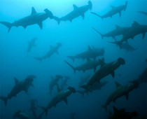 Новые онлайн-программы об акулах для дайверов
