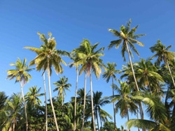 Дайвинг поездка на Филиппины