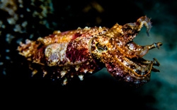 Дайвинг поездка на Филиппины