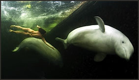 Для общения с полярными дельфинами акваланг не нужен